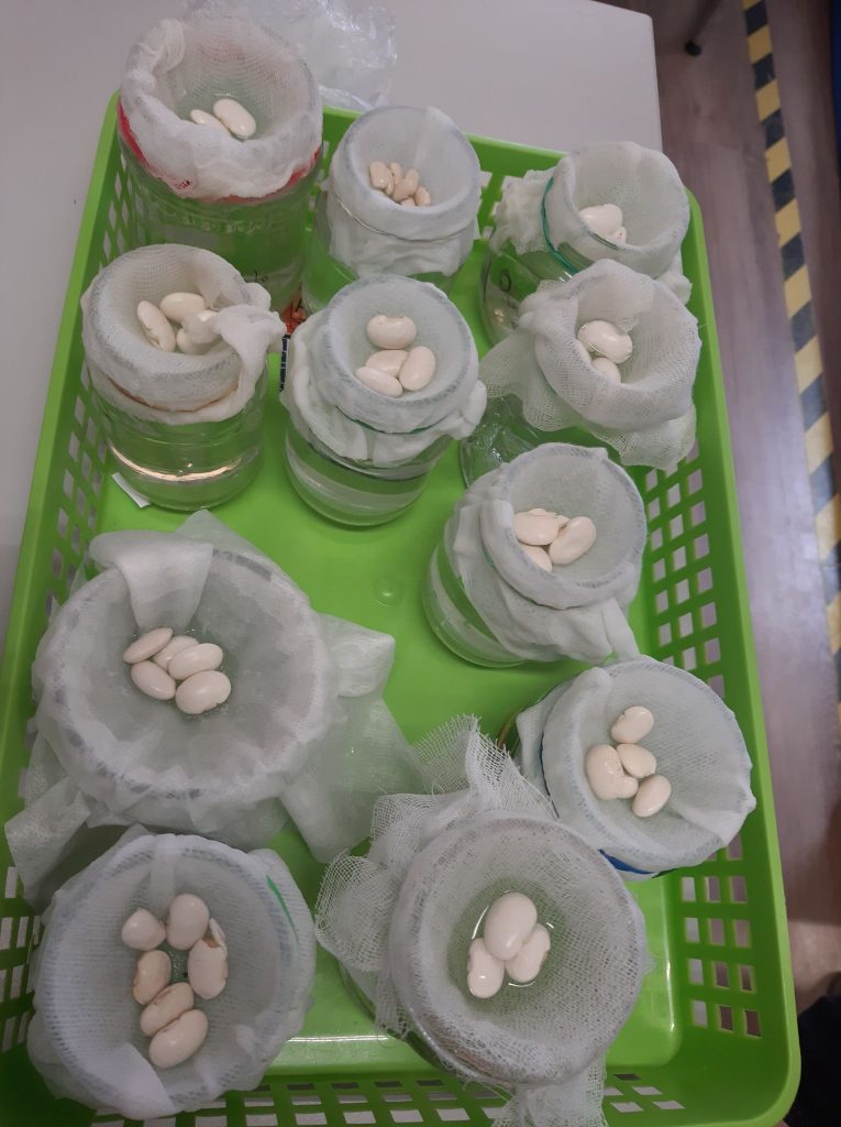 Zajęcia przyrodnicze w grupie 3,4,5 latków